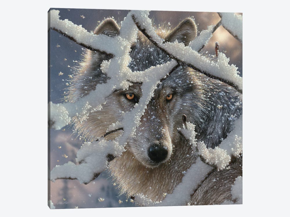 Winter Wolf - Square by Collin Bogle 1-piece Canvas Art Print