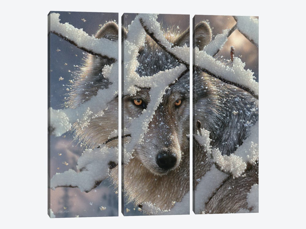 Winter Wolf - Square by Collin Bogle 3-piece Art Print