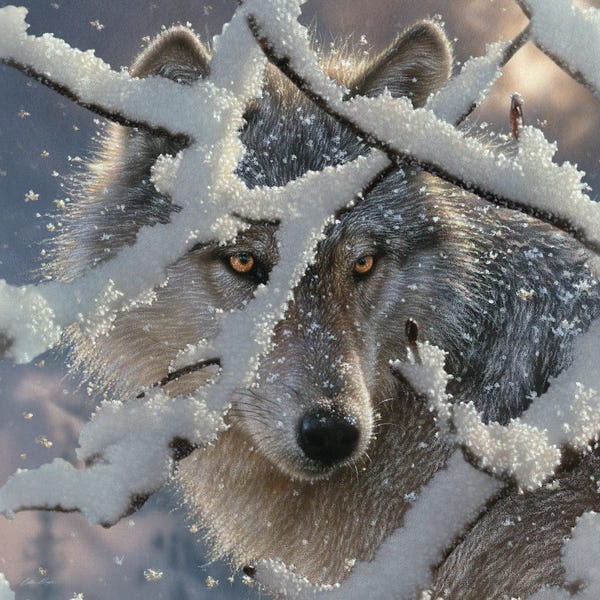 Collin Bogle: Winter Wolf - Square by Collin Bogle