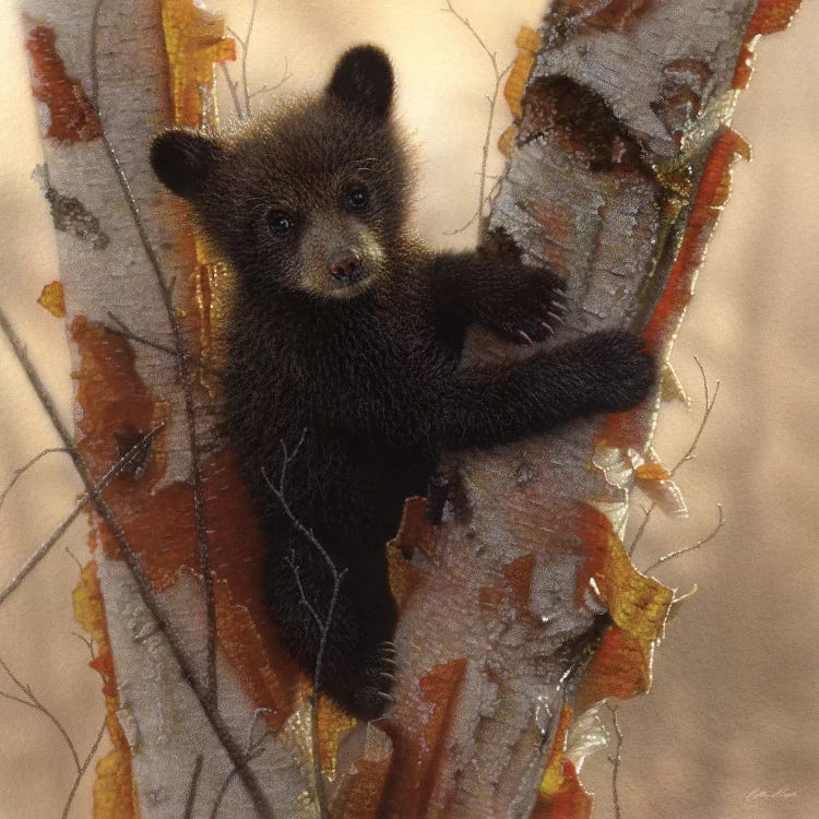 Curious Black Bear Cub I, Square by Collin Bogle wall art