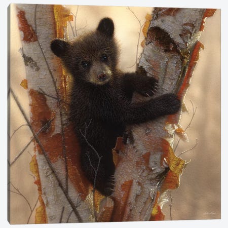 Curious Black Bear Cub I, Square Canvas Print #CBO17} by Collin Bogle Canvas Art Print