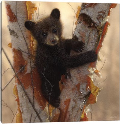 Curious Black Bear Cub I, Square Canvas Art Print - Photorealism Art
