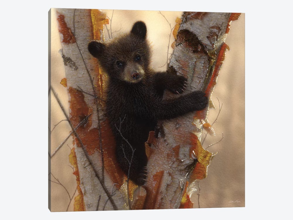 Curious Black Bear Cub I, Square by Collin Bogle 1-piece Canvas Print
