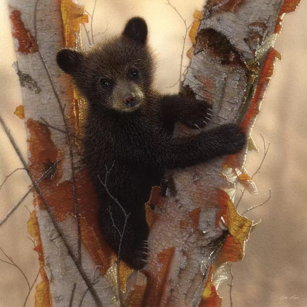 Tree Close-Ups: Curious Black Bear Cub I, Square by Collin Bogle