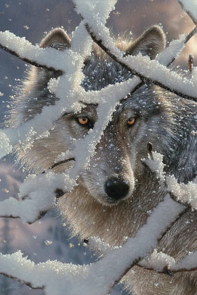 Wolves: Winter Wolf - Vertical by Collin Bogle