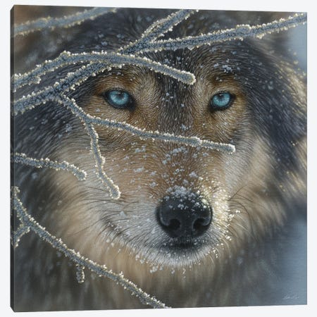 Wolf - Fire In Ice Canvas Print #CBO181} by Collin Bogle Canvas Artwork