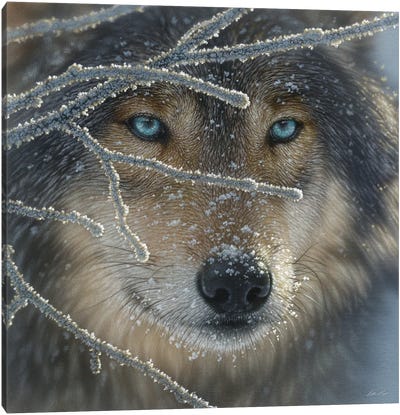 Wolf - Fire In Ice Canvas Art Print - Collin Bogle