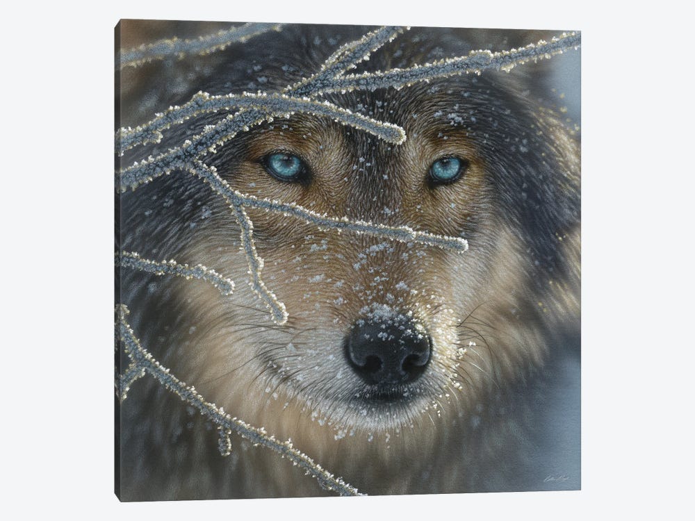 Wolf - Fire In Ice by Collin Bogle 1-piece Canvas Art
