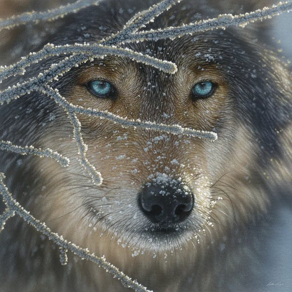 Wolves: Wolf - Fire In Ice by Collin Bogle