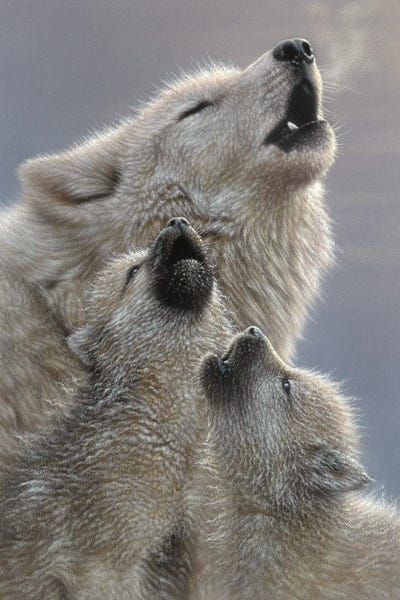 Wolves: Wolf Singing Lessons by Collin Bogle