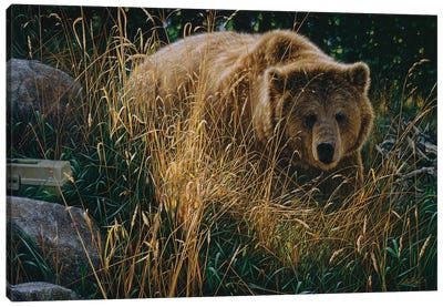 Brown Bear Crossing Paths - Horizontal Canvas Art Print - Grass Art