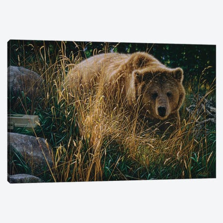 Brown Bear Crossing Paths - Horizontal Canvas Print #CBO183} by Collin Bogle Canvas Wall Art