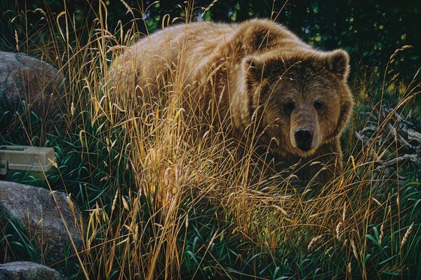 Collin Bogle: Brown Bear Crossing Paths - Horizontal by Collin Bogle