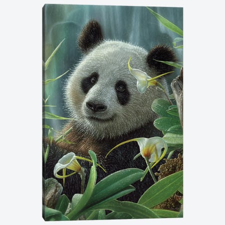 Tropical Panda Bear Canvas Print #CBO186} by Collin Bogle Canvas Art Print