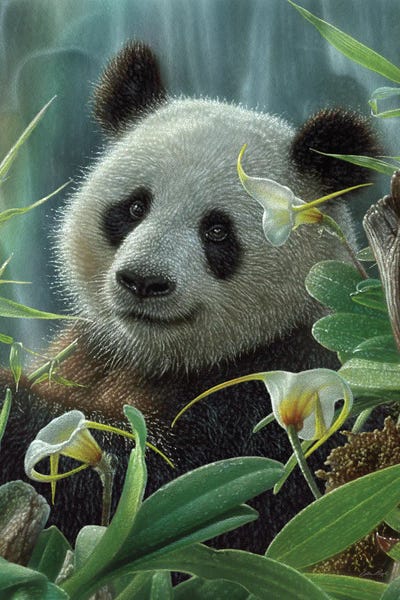 Pandas: Tropical Panda Bear by Collin Bogle