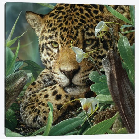 Jaguar Haven (Square) Canvas Print #CBO188} by Collin Bogle Canvas Art