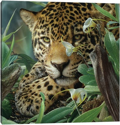 Jaguar Haven (Square) Canvas Art Print - Collin Bogle
