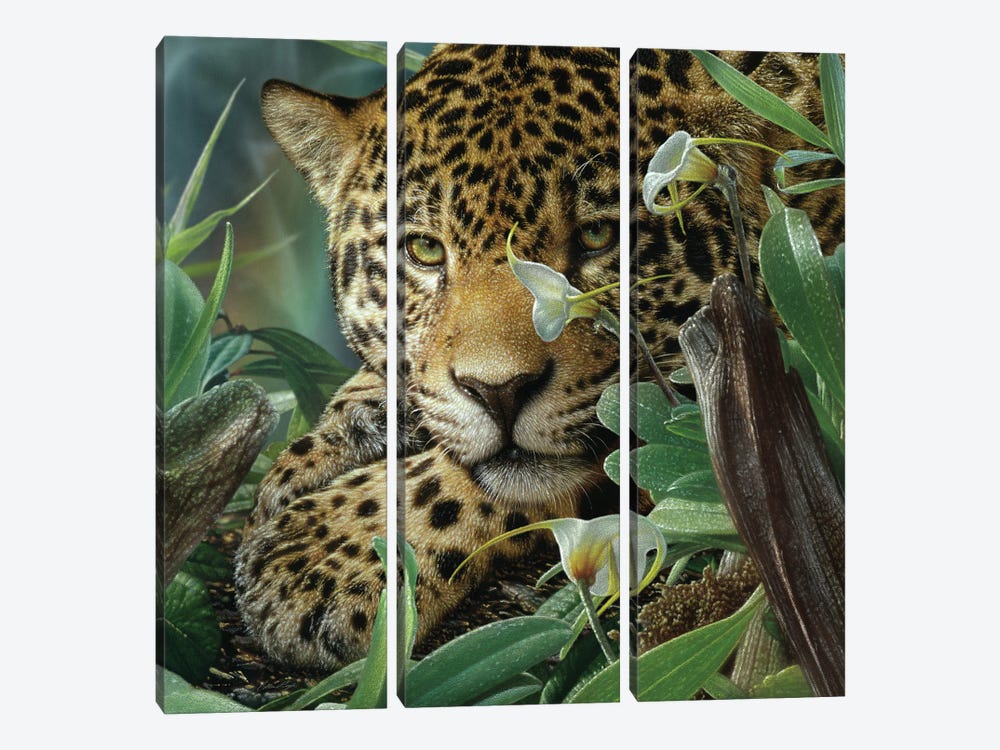 Jaguar Haven (Square) by Collin Bogle 3-piece Canvas Print