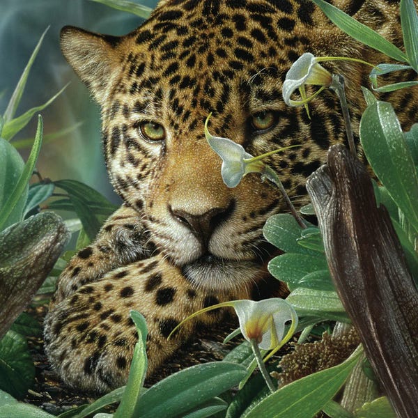 Tropical Leaves: Jaguar Haven (Square) by Collin Bogle
