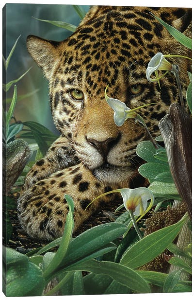Jaguar Haven (Vertical) Canvas Art Print - Collin Bogle