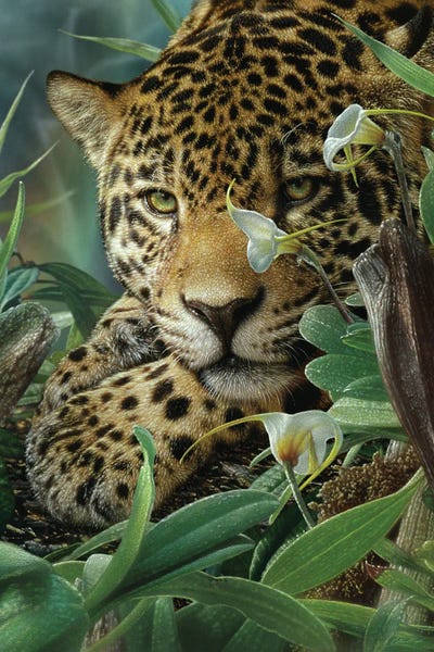 Jaguars: Jaguar Haven (Vertical) by Collin Bogle