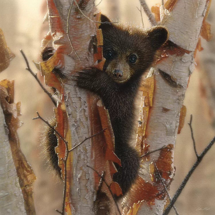 Curious Black Bear Cub II, Square