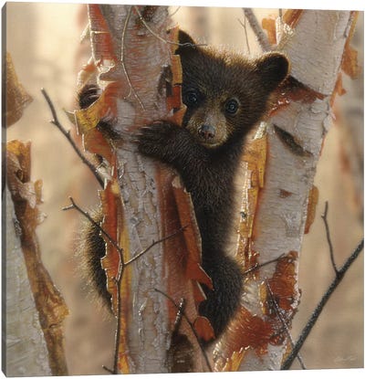Curious Black Bear Cub II, Square Canvas Art Print - Aspen and Birch Trees