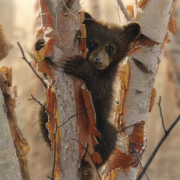 Bears: Curious Black Bear Cub II, Square by Collin Bogle