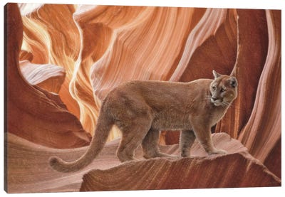 Cougar Canyon - Horizontal Canvas Art Print - Cougars