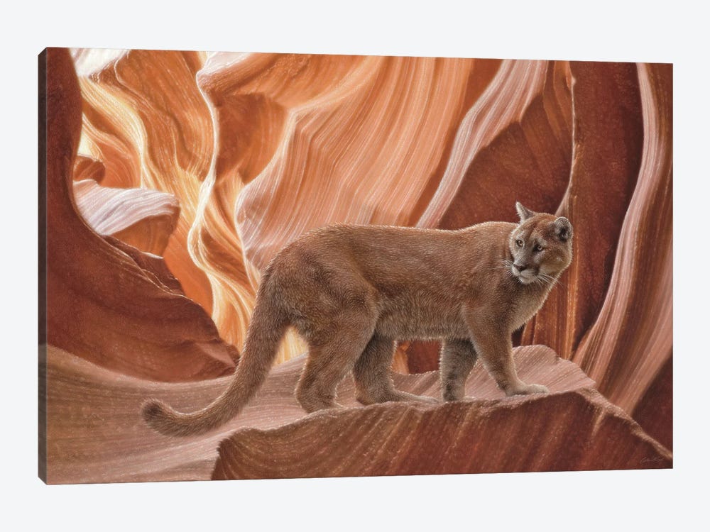 Cougar Canyon - Horizontal by Collin Bogle 1-piece Canvas Artwork