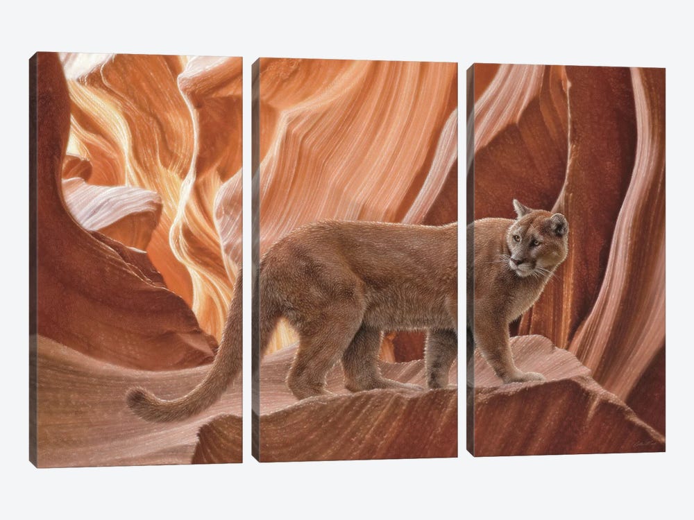 Cougar Canyon - Horizontal by Collin Bogle 3-piece Canvas Art