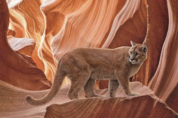 Cougars: Cougar Canyon - Horizontal by Collin Bogle
