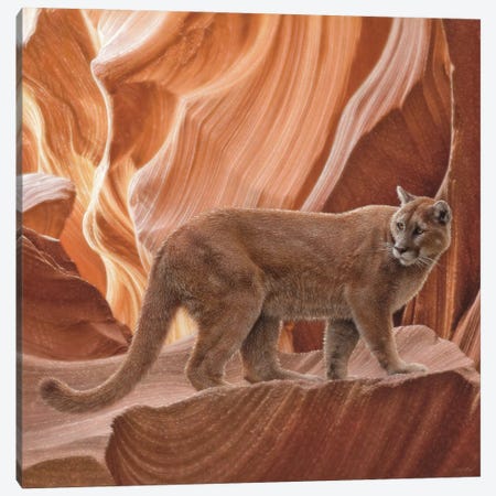 Cougar Canyon - Square Canvas Print #CBO191} by Collin Bogle Canvas Print