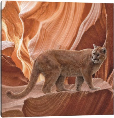 Cougar Canyon - Square Canvas Art Print - Cougars
