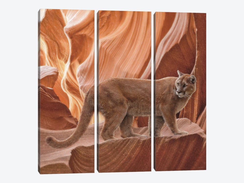Cougar Canyon - Square by Collin Bogle 3-piece Art Print