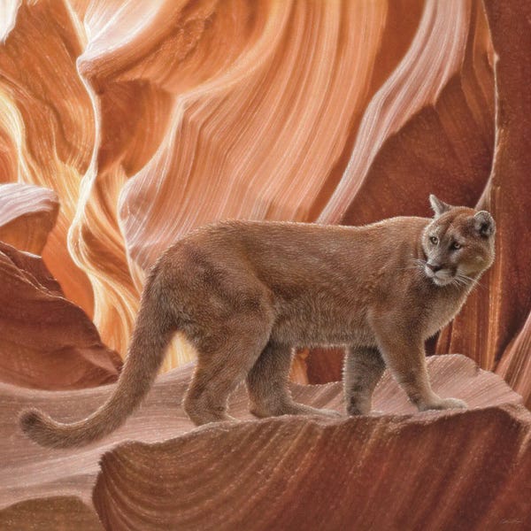 Cougars: Cougar Canyon - Square by Collin Bogle