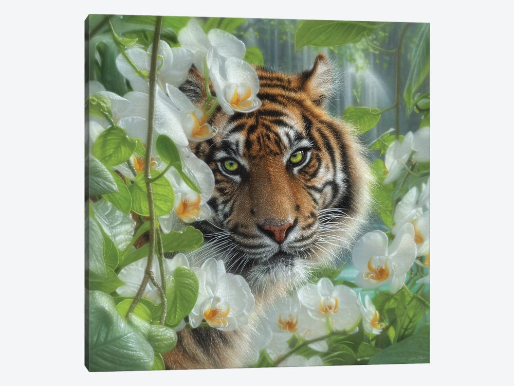 Orchid Haven - Tiger by Collin Bogle 1-piece Canvas Artwork