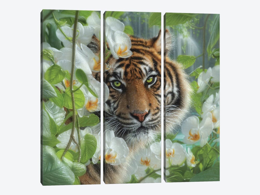 Orchid Haven - Tiger by Collin Bogle 3-piece Canvas Art