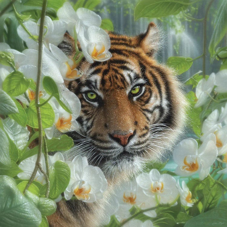 Orchid Haven - Tiger