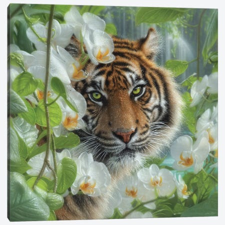 Orchid Haven - Tiger Canvas Print #CBO192} by Collin Bogle Art Print