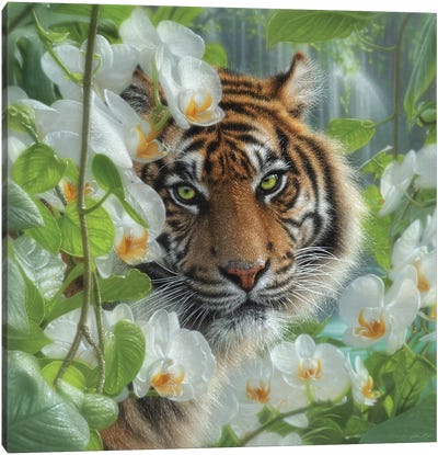 Orchid Haven - Tiger Canvas Art Print - Collin Bogle