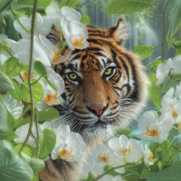 Tigers: Orchid Haven - Tiger by Collin Bogle