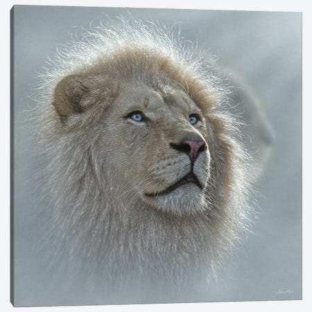 White Lion Portrait Canvas Print #CBO193} by Collin Bogle Canvas Print