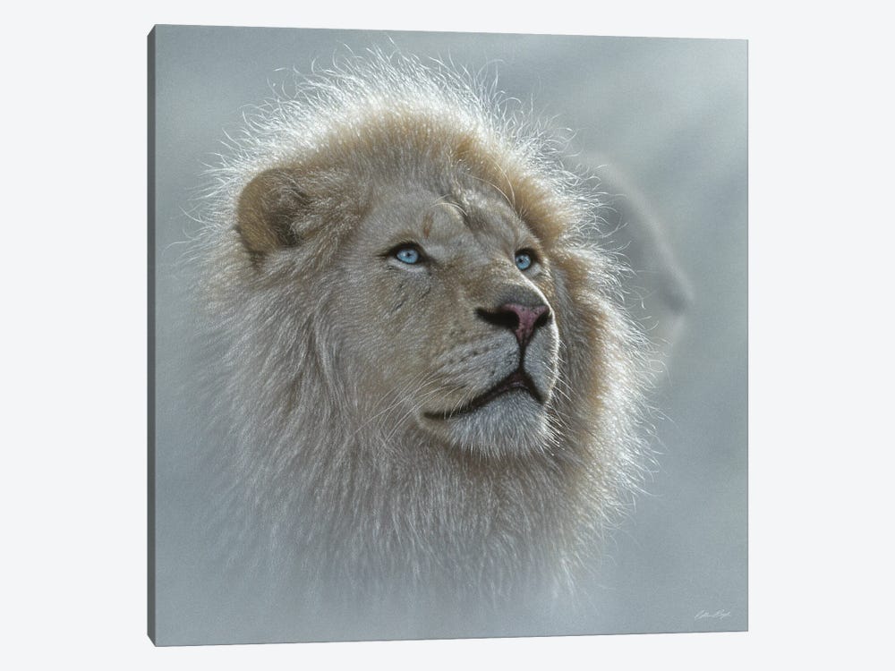 White Lion Portrait by Collin Bogle 1-piece Canvas Art Print