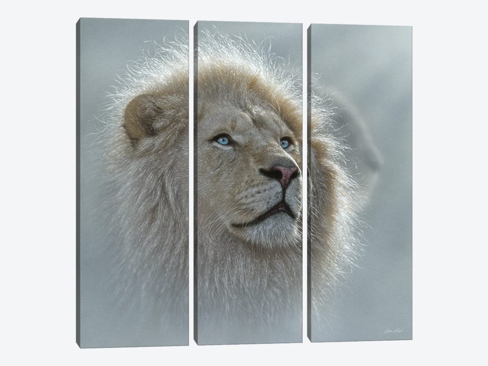 White Lion Portrait by Collin Bogle 3-piece Art Print