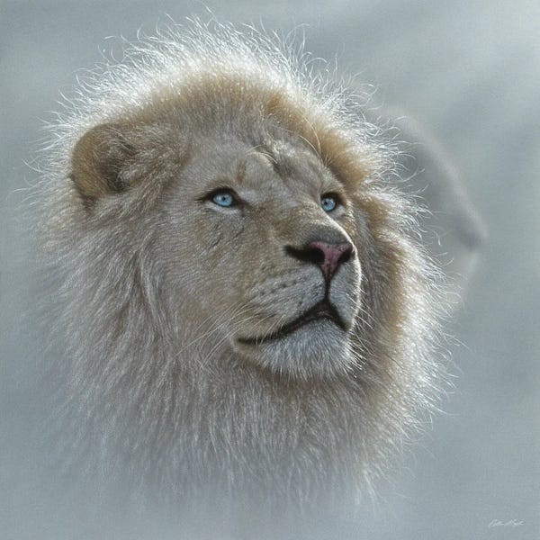 Collin Bogle: White Lion Portrait by Collin Bogle