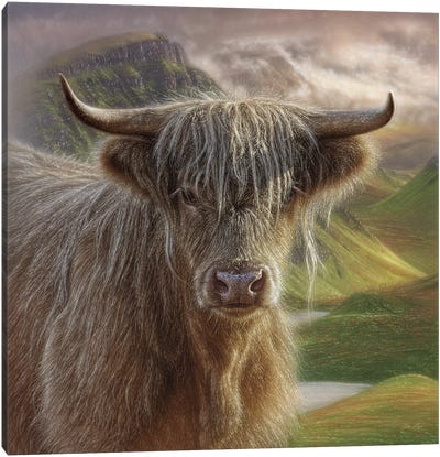 Butterscotch - Highland Cow Canvas Art Print - Collin Bogle