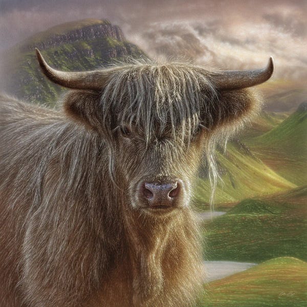 Collin Bogle: Butterscotch - Highland Cow by Collin Bogle