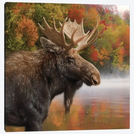 Autumn Moose Canvas Print #CBO195} by Collin Bogle Canvas Art