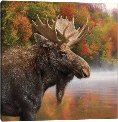 Autumn Moose Canvas Art Print - Brown Art